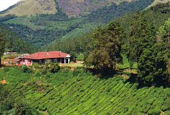 The Romantic Kannan Devan Hills