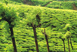 Magical Holidays in Kerala