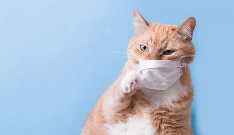 how to stay connected during self-isolation